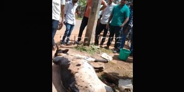 ಗೂಳಿಯ ಪ್ರಾಣಕ್ಕೆ ಮಾರಕವಾದ ಪ್ಲಾಸ್ಟಿಕ್‌ ಕವರ್?