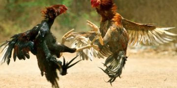 ಹೊಸನಗರ‌ದಲ್ಲಿ ಕೋಳಿ ಜೂಜಾಟ: ಮೂವರ ಬಂಧನ