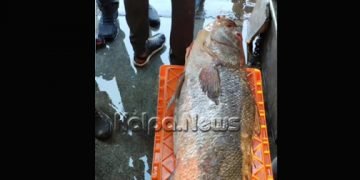 ಮಲ್ಪೆಯಲ್ಲಿ ಮಾರಾಟವಾದ ಈ ಮೀನಿನ ಬೆಲೆ ಬರೋಬ್ಬರಿ 1.81ಲಕ್ಷ ರೂಪಾಯಿ…!