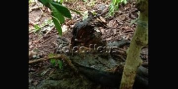 ಮೂಡಿಗೆರೆ: ಹುಲಿ ದಾಳಿಗೆ ಮತ್ತೊಂದು ಹಸು ಬಲಿ…