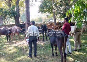 ಭದ್ರಾವತಿ: ಅಕ್ರಮವಾಗಿ ಕೂಡಿ ಹಾಕಲಾಗಿದ್ದ ಗೋವುಗಳ ರಕ್ಷಣೆ