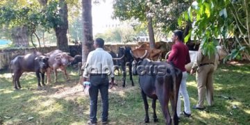 ಭದ್ರಾವತಿ: ಅಕ್ರಮವಾಗಿ ಕೂಡಿ ಹಾಕಲಾಗಿದ್ದ ಗೋವುಗಳ ರಕ್ಷಣೆ