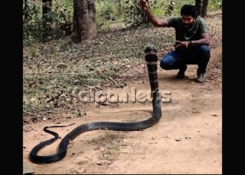 ಅಡಕೆ ತೋಟದಲ್ಲಿ 11 ಅಡಿ ಉದ್ದದ ಕಾಳಿಂಗ ಸರ್ಪ ಪತ್ತೆ!