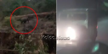 ಕುವೆಂಪು ವಿವಿಯಲ್ಲಿ ಆನೆಗಳು ಪ್ರತ್ಯಕ್ಷ: ವಿದ್ಯಾರ್ಥಿಗಳಲ್ಲಿ ಆತಂಕ, ಅರಣ್ಯ ಇಲಾಖೆಯಿಂದ ಹಿಮ್ಮೆಟ್ಟಿಸುವ ಕಾರ್ಯ