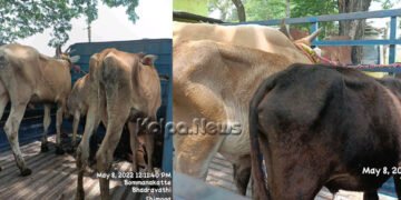 ಭದ್ರಾವತಿ: ಅಕ್ರಮ ಕಸಾಯಿಖಾನೆಯ ಮೇಲೆ ದಾಳಿ, ಹಸುಗಳ ರಕ್ಷಣೆ, ಗೋಮಾಂಸ ವಶ