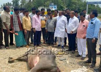ಕಾರು ಡಿಕ್ಕಿ: 8 ಎಮ್ಮೆಗಳು ಸ್ಥಳದಲ್ಲೇ ಸಾವು! ಶಾಸಕ ಈಶ್ವರಪ್ಪ ಭೇಟಿ