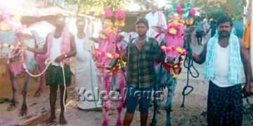 ಬಳ್ಳಾರಿ: ಸಿರುಗುಪ್ಪ ತಾಲೂಕಿನಲ್ಲಿ ಕಾರ ಹುಣ್ಣಿಮೆ ಹಬ್ಬ ಆಚರಣೆ