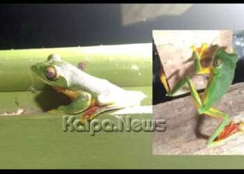 ಫೋಟೋಗೆ ಪೋಸ್ ನೀಡಿ ಮಾಯವಾದ ಅಪರೂಪದ ಜೀವಿ! ಯಾವ ಪ್ರಾಣಿ ಇದು ಗೊತ್ತಾ?