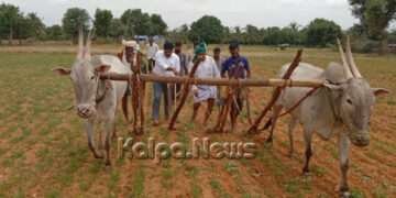 ಚಳ್ಳಕೆರೆ: ರೈತರ ಜಮೀನಿಗೆ ತಹಶೀಲ್ದಾರ್ ಎನ್. ರಘುಮೂರ್ತಿ ಭೇಟಿ – ಪರಿಶೀಲನೆ
