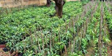 ಧಾರವಾಡ ಸಸ್ಯ ಸಂತೆಗೆ ಚಾಲನೆ