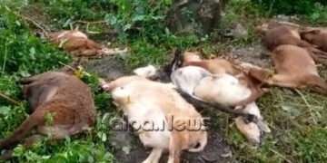 ಭದ್ರಾವತಿಯಲ್ಲಿ ಕುರಿಗಳಿಗೆ ರೈಲು ಡಿಕ್ಕಿ: 40ಕ್ಕೂ ಹೆಚ್ಚು ಕುರಿಗಳ ಸಾವು!