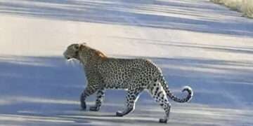 ಚಿರತೆ ದಾಳಿ: ಕೂದಲೆಳೆ ಅಂತರದಲ್ಲಿ ಪಾರಾದ ವ್ಯಕ್ತಿ