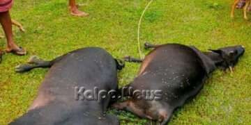 ಕುಂದಾಪುರ: ವಿದ್ಯುತ್ ತಂತಿ ತಗುಲಿ ಜಾನುವಾರು ಸಾವು