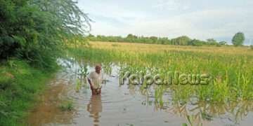 ಭಾರೀ ಮಳೆಗೆ ನಾಶವಾದ ಮುದ್ದೆಬಿಹಾಳದ ರೈತನ ಬದುಕು: ಮೂರು ಎಕರೆ ಮೆಕ್ಕೆ ಜೋಳ ನೀರುಪಾಲು