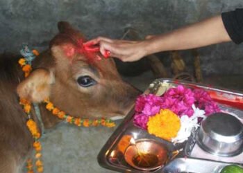 ದೀಪಾವಳಿ ಹಬ್ಬದ ಅಂಗವಾಗಿ ಅ.25ರಂದು ಗೋಪೂಜೆ ಮಾಡಲು ಇಲ್ಲಿದೆ ಅವಕಾಶ