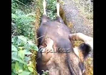 ಸಾಗರ: ರೈಲು ಡಿಕ್ಕಿ ಹೊಡೆದು ಕಾಡುಕೋಣ ಸಾವು