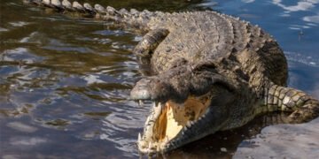 ಸ್ನಾನಕ್ಕಾಗಿ ನದಿಗಿಳಿದ ವ್ಯಕ್ತಿಯನ್ನು ಹೊತ್ತೊಯ್ದ ಮೊಸಳೆ!