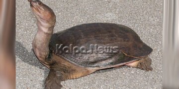 India strengthens the CITES protection to Leith’s Soft-shelled Turtle