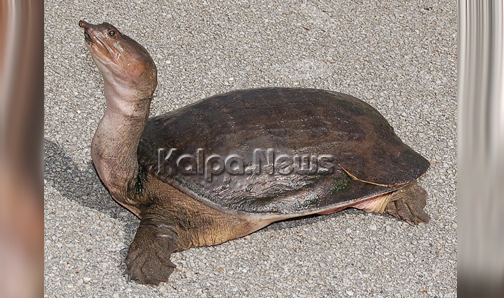 India Strengthens The Cites Protection To Leiths Soft Shelled Turtle Kalpanews 