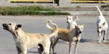 ಶಿವಮೊಗ್ಗದಲ್ಲಿ ಹೆಚ್ಚಿದ ಬೀದಿ ನಾಯಿಗಳ ಹಾವಳಿ: ಇಬ್ಬರು ಮಕ್ಕಳಿಗೆ ಕಚ್ಚಿದ ಶ್ವಾನ, ಪಾಲಿಕೆ ವಿರುದ್ಧ ವ್ಯಾಪಕ ಆಕ್ರೋಶ