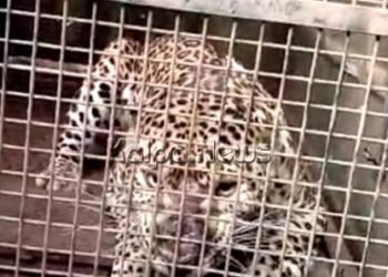 ಶಿವಮೊಗ್ಗ-15 ದಿನದಲ್ಲಿ 3 ಹಸುಗಳನ್ನು ತಿಂದು ತೇಗಿದ್ದ ಚಿರತೆ ಬೋನಿಗೆ: ನೋಡಲು ಜನಸಾಗರ