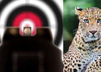 ಮೈಸೂರಿನಲ್ಲಿ ಚಿರತೆ ದಾಳಿಗೆ ಇಬ್ಬರು ಬಲಿ: ಕಂಡಲ್ಲಿ ಗುಂಡಿಕ್ಕಲು ಆದೇಶ