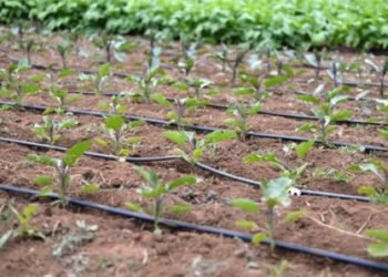 ಸೊರಬ: ಹನಿ ನೀರಾವರಿ ಅಳವಡಿಸಲು ಸಹಾಯಧನ ಅರ್ಜಿ ವಿತರಣೆ ಪ್ರಕ್ರಿಯೆ ಆರಂಭ