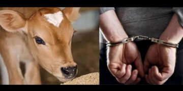 ಮರಕ್ಕೆ ಕಟ್ಟಿಹಾಕಿ ಹಸುವಿನ ಕರು ಮೇಲೆ ಅತ್ಯಾಚಾರ: ಆರೋಪಿ ಇಮ್ತಿಯಾಜ್ ಬಂಧನ