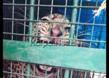 ಮಲ್ಲಾಪುರ: ಅರಣ್ಯ ಇಲಾಖೆ ಬೋನಿಗೆ ಬಿದ್ದ ಚಿರತೆ