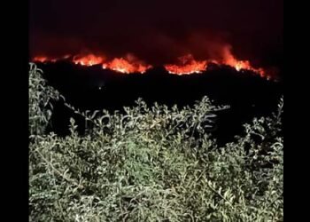 ಸಾವಿರಾರು ಎಕರೆ ಅರಣ್ಯ ಕಾಡ್ಗಿಚ್ಚಿಗೆ ಬಲಿ: ಅಧಿಕಾರಿಗಳ ಮೇಲೆ ಸ್ಥಳೀಯರ ಆಕ್ರೋಶ