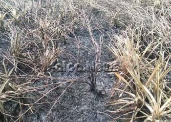 ಚಂದ್ರಗುತ್ತಿ: ಲಕ್ಷಾಂತರ ರೂ. ಮೌಲ್ಯದ ಬೆಳೆ ಬೆಂಕಿಗಾಹುತಿ