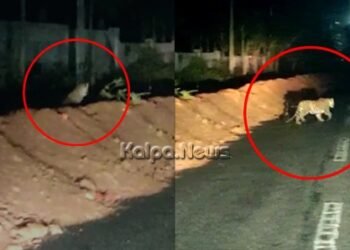 ಮೈಸೂರು ಜನವಸತಿ ಪ್ರದೇಶದಲ್ಲಿ ರಾತ್ರಿ ಚಿರತೆ ಪ್ರತ್ಯಕ್ಷ: ಸಾರ್ವಜನಿಕರೇ ಎಚ್ಚರ!