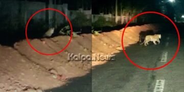 ಮೈಸೂರು ಜನವಸತಿ ಪ್ರದೇಶದಲ್ಲಿ ರಾತ್ರಿ ಚಿರತೆ ಪ್ರತ್ಯಕ್ಷ: ಸಾರ್ವಜನಿಕರೇ ಎಚ್ಚರ!