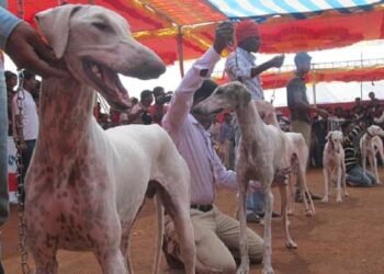 ಮಾ.19ರಂದು ಜಿಲ್ಲಾ ಮಟ್ಟದ ಶ್ವಾನ ಪ್ರದರ್ಶನ