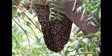 ದಂಪತಿ ಮೇಲೆ ಹೆಜ್ಜೇನು ದಾಳಿ: ಗಂಭೀರ ಗಾಯ
