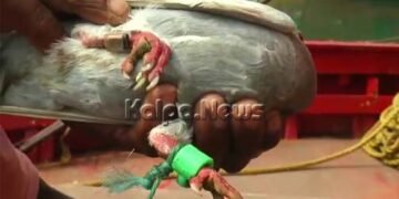 ಮೈಕ್ರೋ ಕ್ಯಾಮೆರಾ ಅವಳವಡಿಸಿದ್ದ ಪಾರಿವಾಳ ಪತ್ತೆ: ಬೇಹುಗಾರಿಕೆ ಶಂಕೆ