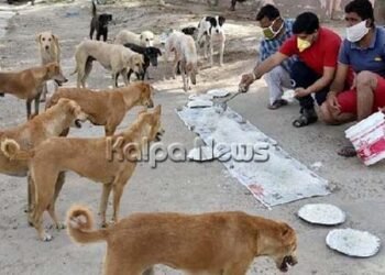 ಬೀದಿನಾಯಿಗಳ ಹಾವಳಿಗೆ ಕಡಿವಾಣ ಹಾಕಲು ಸಂತಾನಹರಣ ಶಸ್ತ್ರಚಿಕಿತ್ಸೆ