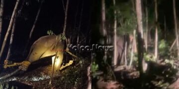 ತೀರ್ಥಹಳ್ಳಿಯಲ್ಲಿ ಹನಿಟ್ರಾಪ್’ಗೆ ಸೆರೆ ಸಿಕ್ಕ ಕಾಡಾನೆ: ಹೇಗಿತ್ತು ಕಾರ್ಯಾಚರಣೆ?