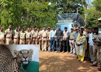 ಮನೆಯ ಕೊಟ್ಟಿಗೆಯಲ್ಲಿ ಅಡಗಿದ್ದ ಚಿರತೆ ಸೆರೆ: ಹೇಗಿತ್ತು ಕಾರ್ಯಾಚರಣೆ?