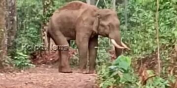 ಸುಳ್ಯ ಬಳಿ ನಿತ್ರಾಣಗೊಂಡ ಸ್ಥಿತಿಯಲ್ಲಿ ಕಾಣಿಸಿಕೊಂಡಿದ್ದ ಕಾಡಾನೆ ಸಾವು