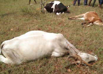 ವಿಷದ ಹುಲ್ಲು ಸೇವಿಸಿ 8 ಜಾನುವಾರು ಸಾವು
