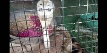 ಕೋಳಿಮೊಟ್ಟೆ ತಿನ್ನಲು ಹೋಗಿ ಬಂಧಿಯಾದ ನಾಗರಹಾವು