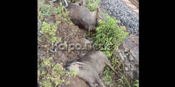 ಗೂಡ್ಸ್ ರೈಲಿಗೆ ಸಿಲುಕಿ ಎಮ್ಮೆಗಳ ದಾರುಣ ಸಾವು