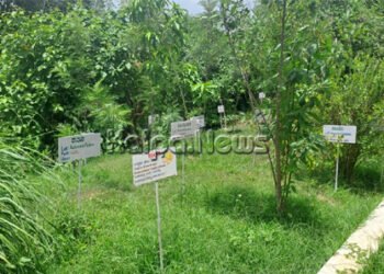 ಸೊರಬದ ಆಯುರ್ವೇದ ಆಸ್ಪತ್ರೆಯಲ್ಲಿ ಔಷಧ ಸಸ್ಯಗಳ ಭಂಡಾರ ರಾಜ್ಯಕ್ಕೇ ಮಾದರಿ