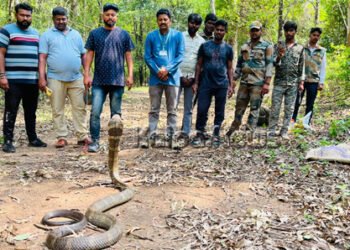 ಗಾಜನೂರು ಮೊರಾರ್ಜಿ ವಸತಿ ಶಾಲೆ ಆವರಣದಲ್ಲಿ 10 ಅಡಿ ಉದ್ದದ ಕಾಳಿಂಗ ಸರ್ಪ ಸೆರೆ