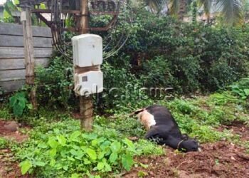 ಟ್ರಾನ್ಸ್’ಫಾರ್ಮರ್ ಬಳಿ ವಿದ್ಯುತ್ ಸ್ಪರ್ಶಿಸಿ ಹುಲ್ಲು ಮೇಯುತ್ತಿದ್ದ ಹಸು ಸಾವು