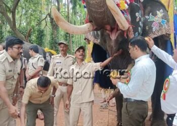 ವಿಶ್ವ ಆನೆಗಳ ದಿನಾಚರಣೆ: ವಿಶಿಷ್ಟವಾಗಿ ಸಿಂಗಾರಗೊಂಡ ಗಜಪಡೆ