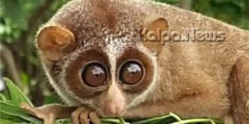 ಊರಿಗೆ ಬಂದ ಕಾಡುಪಾಪ: ಪತ್ತೆಯಾಗಿದ್ದೆಲ್ಲಿ ಗೊತ್ತಾ?