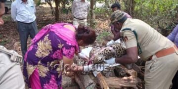 ಆಕಸ್ಮಿಕವಾಗಿ ಚಿರತೆ ಸಾವು | ಅಂತ್ಯಸಂಸ್ಕಾರ ನಡೆಸಿದ ಅರಣ್ಯ ಇಲಾಖೆ ಅಧಿಕಾರಿಗಳು