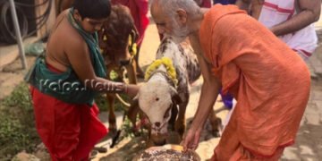 ಮೈಸೂರಿನ ವ್ಯಾಸತೀರ್ಥ ವಿದ್ಯಾಪೀಠದಲ್ಲಿ ಬಲಿಪಾಡ್ಯ ಆಚರಣೆ | ಗೋ ಗ್ರಾಸ ಸಮರ್ಪಣೆ